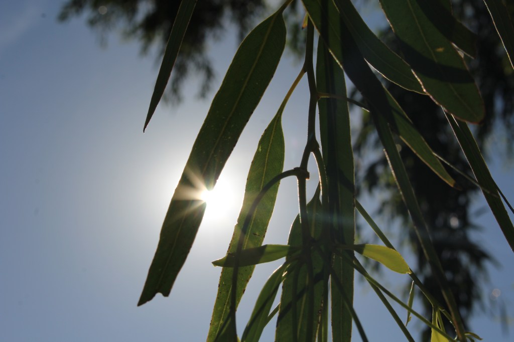 Fun pic of leaves
